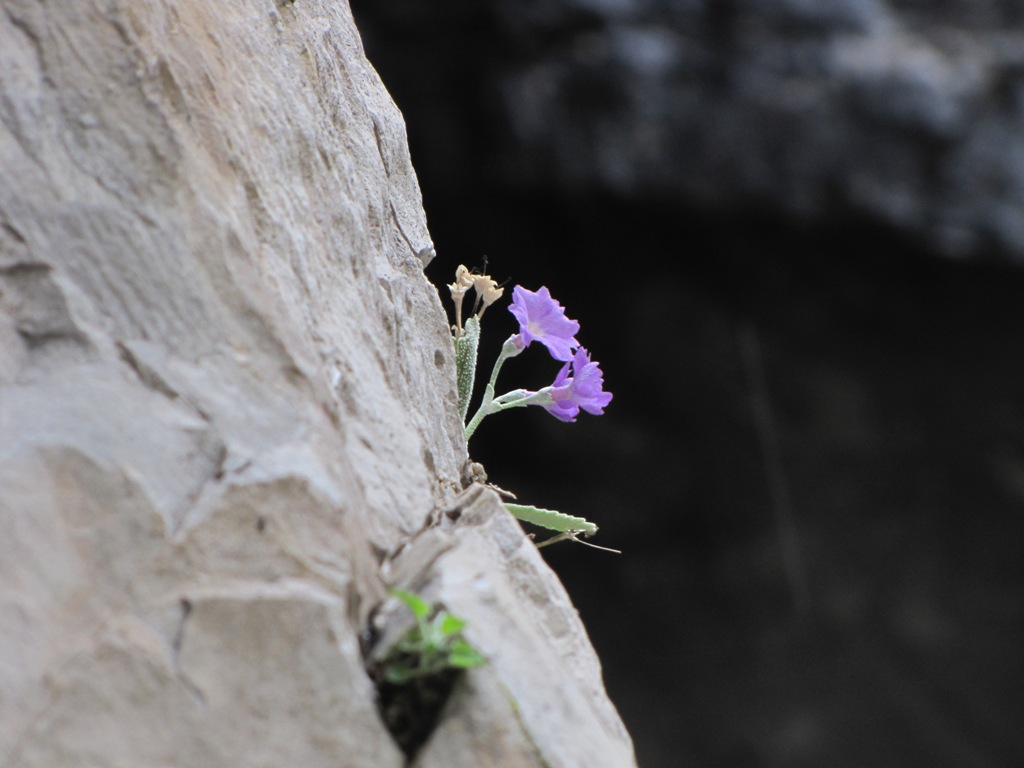 Primula albenensis / Primula del M. Alben